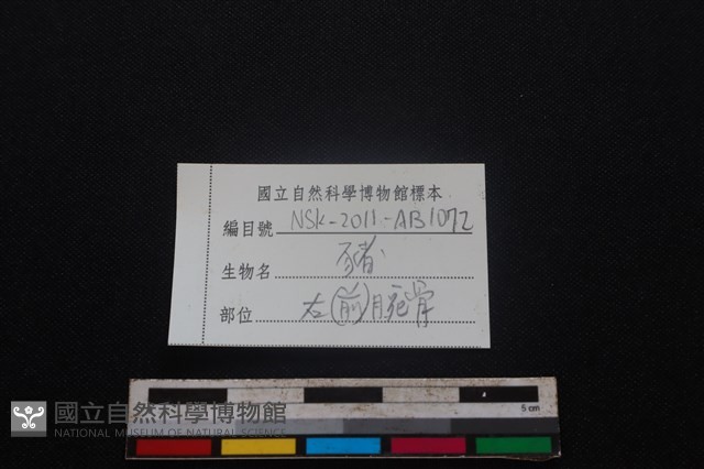 豬骨藏品圖，第3張