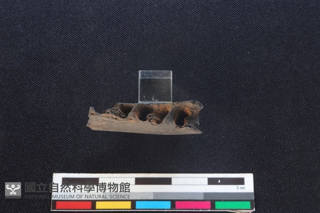 山羌骨藏品圖，第3張