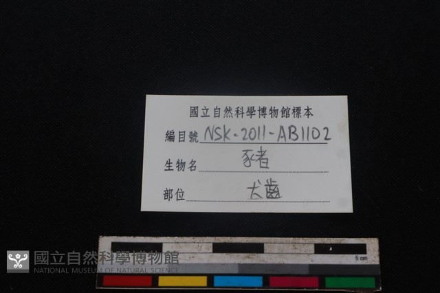 豬骨藏品圖，第3張