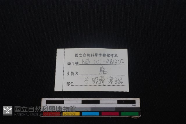 梅花鹿骨藏品圖，第3張