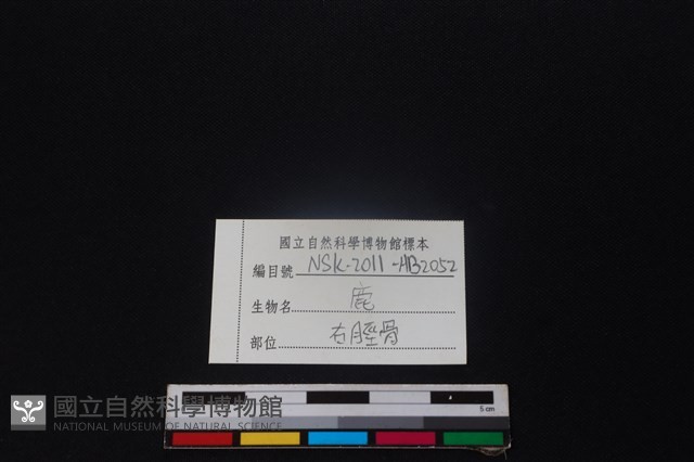 梅花鹿骨藏品圖，第3張