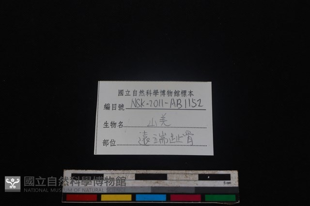 山羌骨藏品圖，第3張