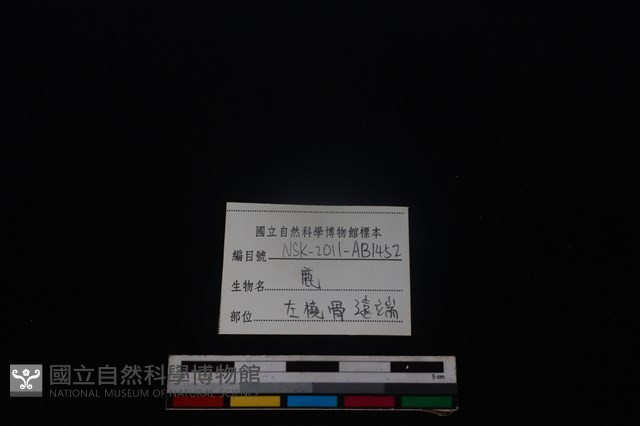梅花鹿骨藏品圖，第3張