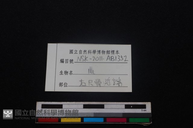 梅花鹿骨藏品圖，第3張