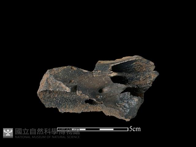 豬骨藏品圖，第1張