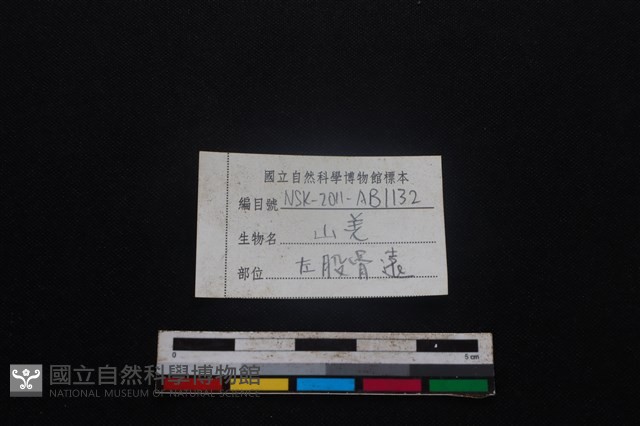 山羌骨藏品圖，第3張