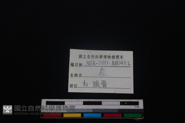 梅花鹿骨藏品圖，第3張