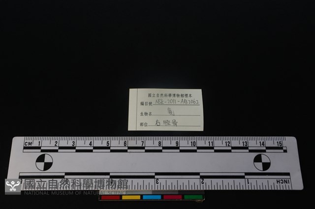 梅花鹿骨藏品圖，第3張