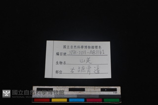 山羌骨藏品圖，第3張