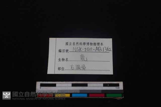 梅花鹿骨藏品圖，第3張