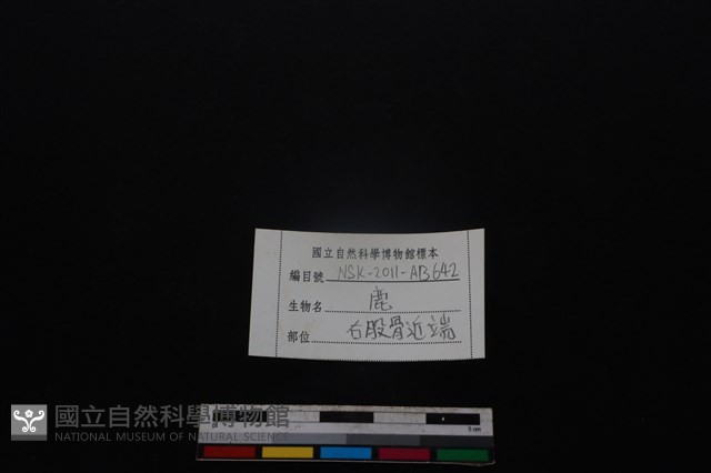 梅花鹿骨藏品圖，第3張