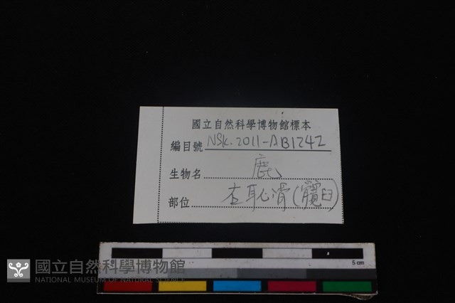 梅花鹿骨藏品圖，第3張