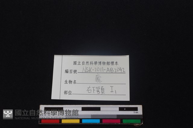 梅花鹿骨藏品圖，第3張