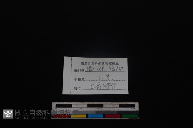 山羌骨藏品圖，第3張