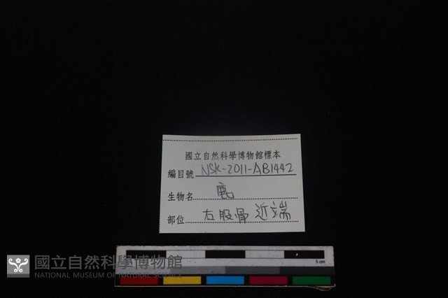 梅花鹿骨藏品圖，第3張