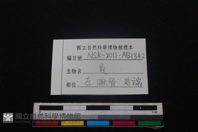 梅花鹿骨藏品圖，第3張