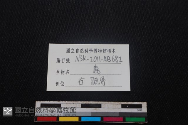 梅花鹿骨藏品圖，第3張