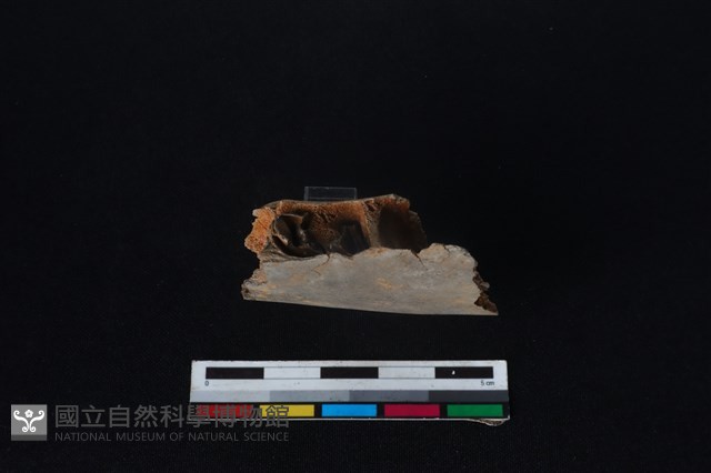 梅花鹿骨藏品圖，第3張