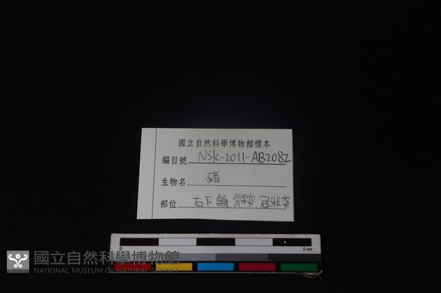豬骨藏品圖，第3張