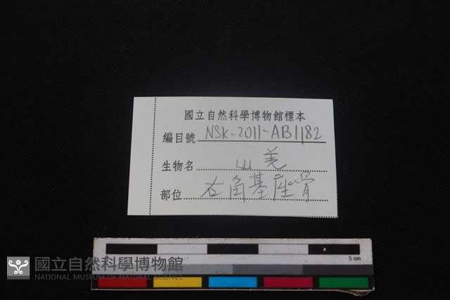 山羌骨藏品圖，第3張