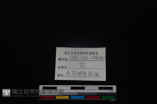 梅花鹿骨藏品圖，第3張