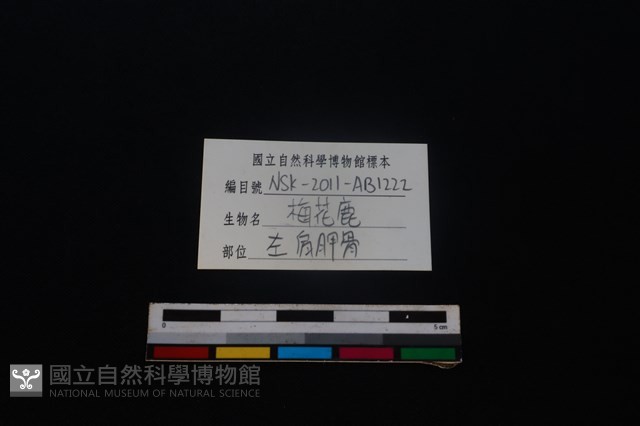梅花鹿骨藏品圖，第3張