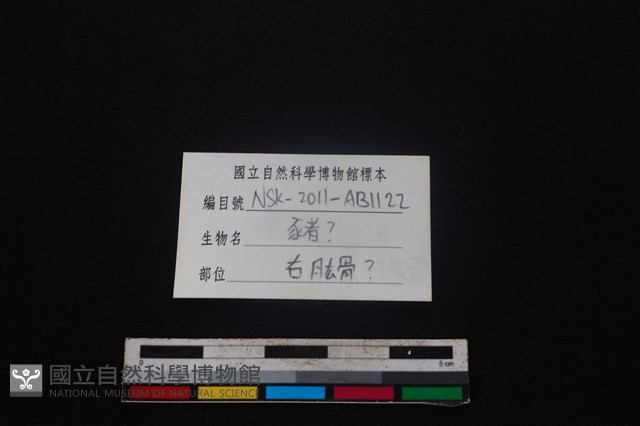 豬骨藏品圖，第3張