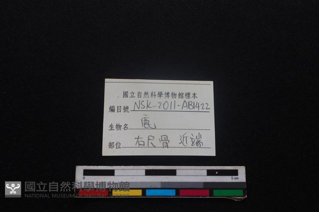 梅花鹿骨藏品圖，第3張