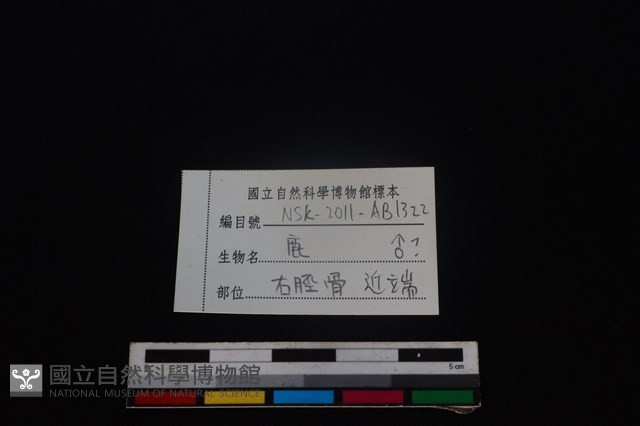 梅花鹿骨藏品圖，第3張