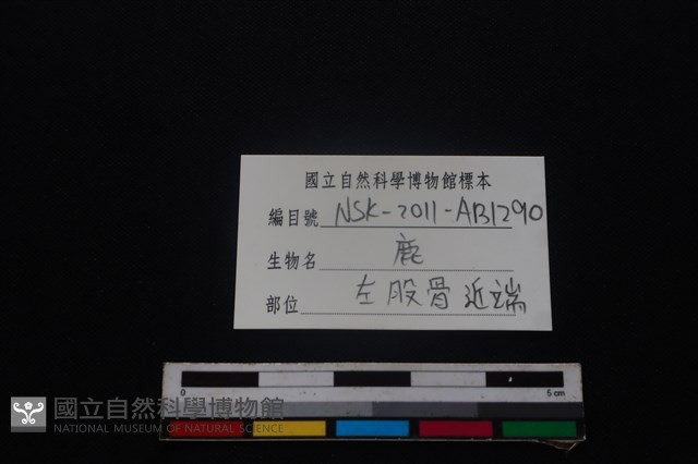 梅花鹿骨藏品圖，第3張