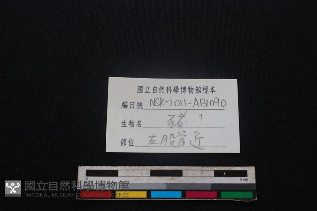 豬骨藏品圖，第3張