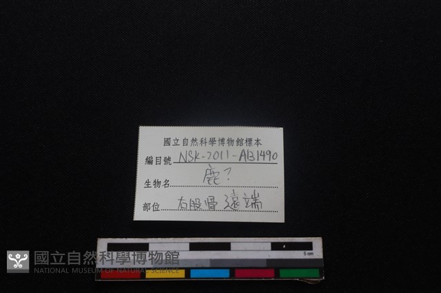 梅花鹿骨藏品圖，第3張