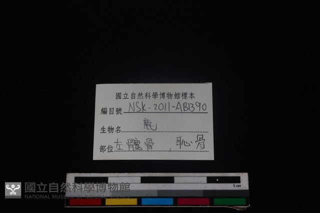 梅花鹿骨藏品圖，第3張