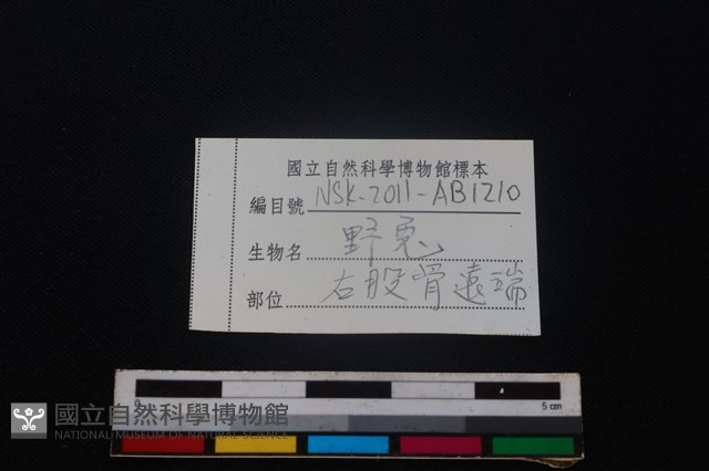 野兔骨藏品圖，第3張