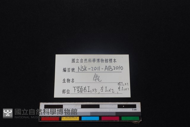 梅花鹿骨藏品圖，第3張