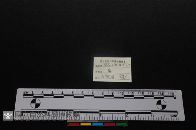 梅花鹿骨藏品圖，第3張