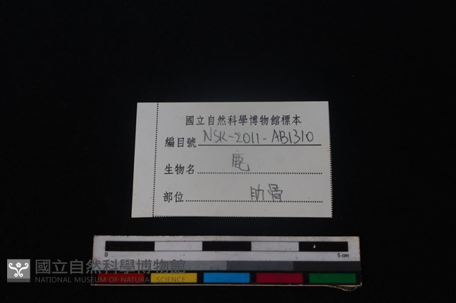 梅花鹿骨藏品圖，第3張