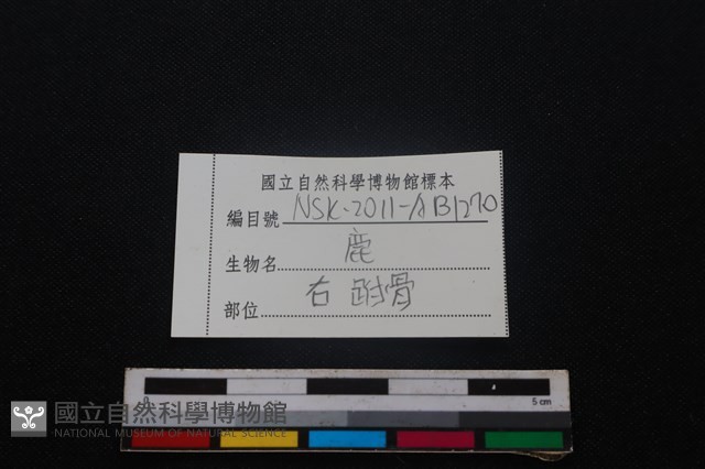 梅花鹿骨藏品圖，第3張