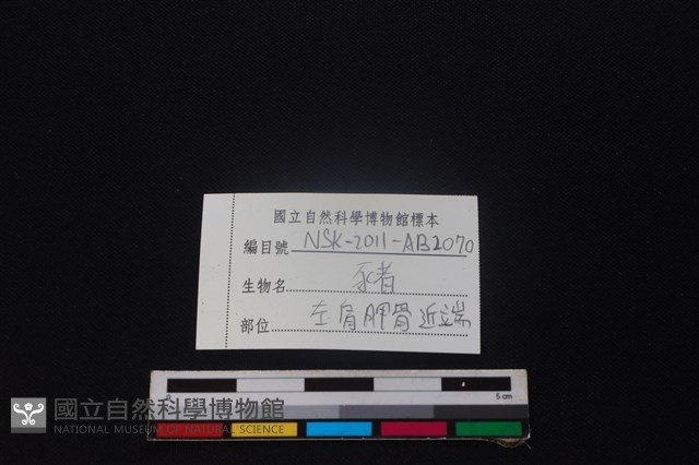 豬骨藏品圖，第3張