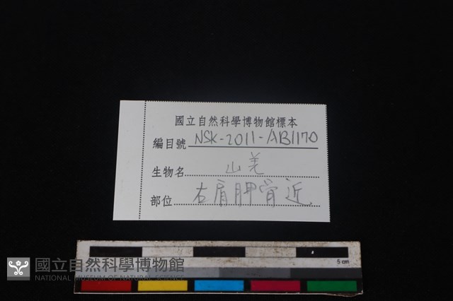 山羌骨藏品圖，第3張