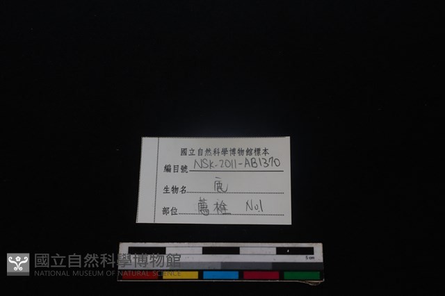 梅花鹿骨藏品圖，第3張