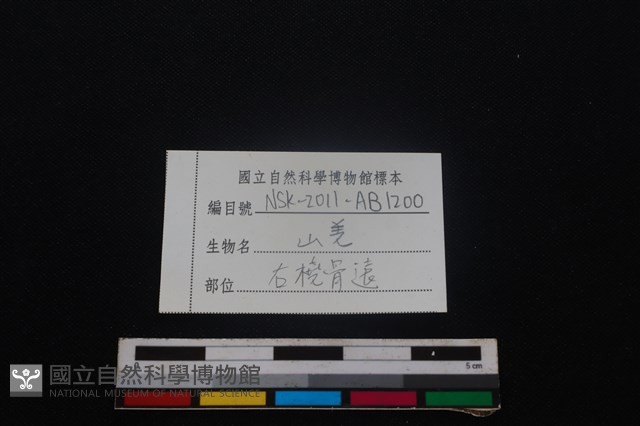 山羌骨藏品圖，第3張