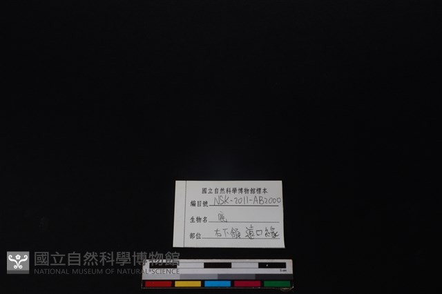 梅花鹿骨藏品圖，第3張