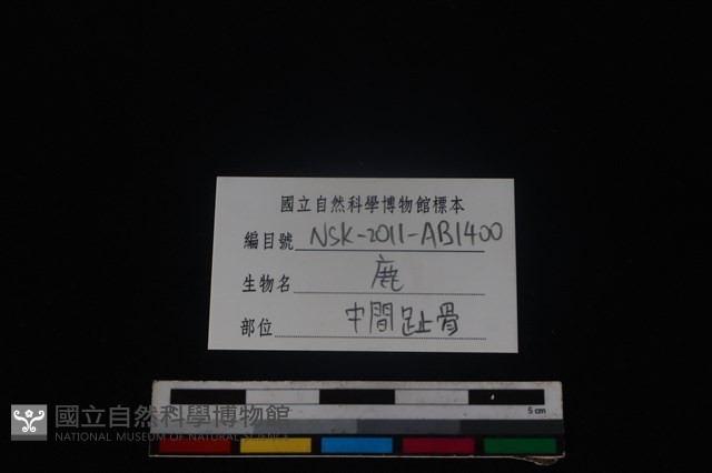 梅花鹿骨藏品圖，第3張