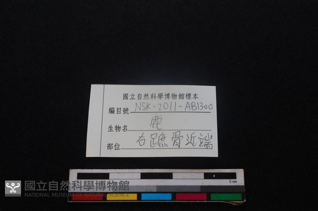 梅花鹿骨藏品圖，第3張