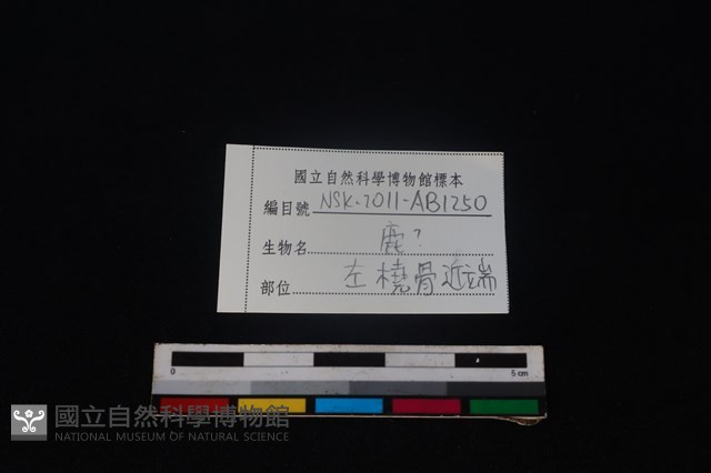 梅花鹿骨藏品圖，第3張