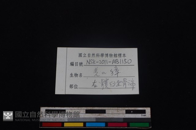 鹿科骨藏品圖，第3張