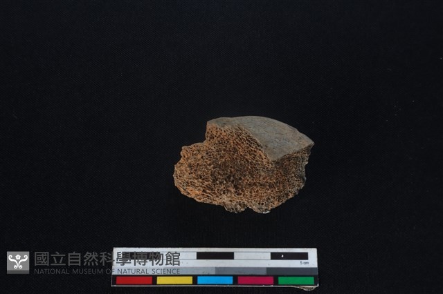 梅花鹿骨藏品圖，第3張