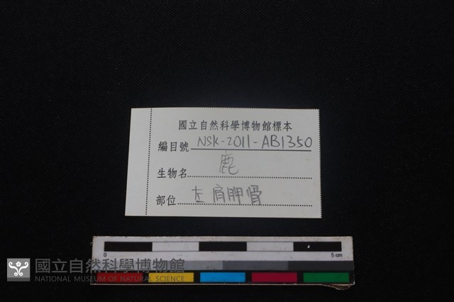 梅花鹿骨藏品圖，第3張