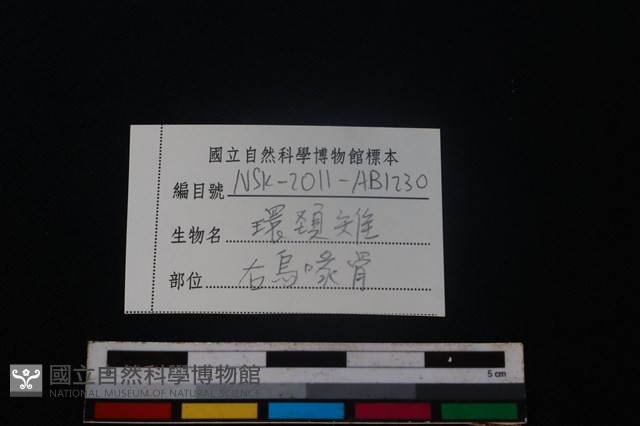 環頸雉骨藏品圖，第3張